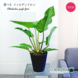 【現品】フィロデンドロン・ジャングルフィーバー　6号　黒鉢（1〜4）【選べる観葉植物】【観葉植物/インテリア/おしゃれ/ナチュラル/鉢植え/贈り物/楽天/通販/ミドルサイズ/ブラック/人気商品/珍奇植物】