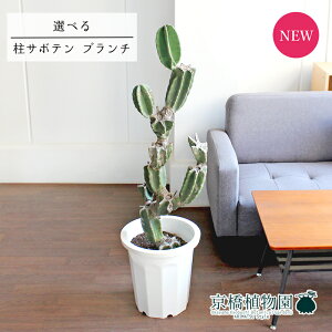 yizT{e@u`@10@yIׂϗtAzy؂荞ݎdāzyϗtA/CeA//i`/A/蕨/yV/ʔ/[WTCY/ڔ/^/zCg/