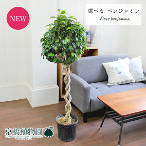 観葉植物 8号 ベンジャミンの人気商品 通販 価格比較 価格 Com