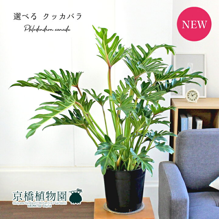 楽天市場 現品 フィロデンドロン ジャイアント ザナドゥ クッカバラ 7号 選べる観葉植物 観葉植物 インテリア おしゃれ ナチュラル 鉢植え 贈り物 楽天 通販 ミドルサイズ 黒 ブラック 育てやすい ギフト プレゼント 花のアリマツ楽天市場支店