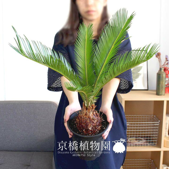 楽天市場】蘇鉄（ソテツ） 5号 黒鉢【スモールサイズ/卓上/インテリア 