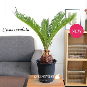 鉢植え ギフト おしゃれの人気商品 通販 価格比較 価格 Com