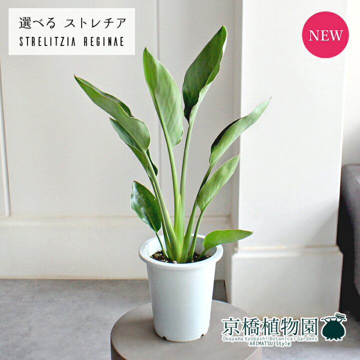 楽天市場】【現品】ストレチア/ストレリチア・レギネ 5号（5〜7 