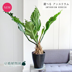 ySSN[|zyizAXEEt[P[@8@yIׂϗtAzyϗtA/CeA//i`/A/蕨/yV/ʔ/~hTCY/ubN/Vv