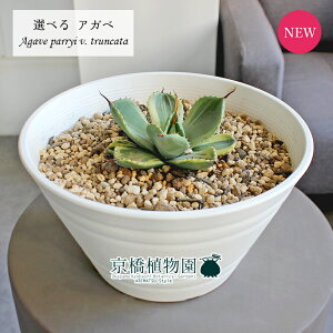 y1P7{IzyizAKxEp[EgJ[^@CXg[N@7@ZA[gyIׂϗtAzyϗtA/CeA//i`/A/蕨/yV/ʔ/