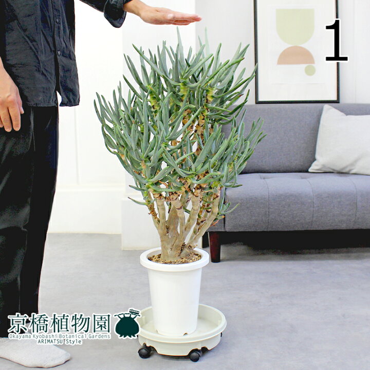 楽天市場】【現品】アロエ・ラモシシマ/ラモシッシマ（別名：羅紋錦 
