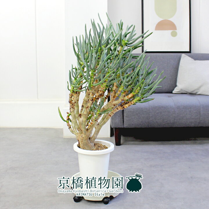 楽天市場】【現品】アロエ・ラモシシマ/ラモシッシマ（別名：羅紋錦  
