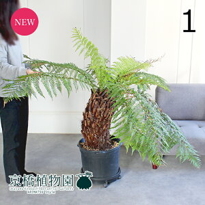 y10P5{IzySSN[|zyizfBN\jAEA^NeBJ@17@i1jyϗtA/CeA//i`/A/蕨/yV/ʔ/TCY/^/ub