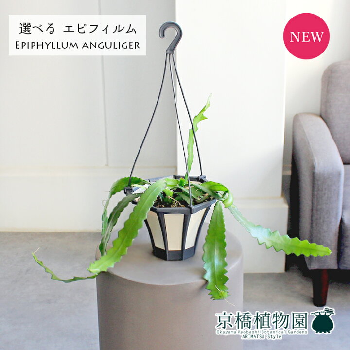 楽天市場】【30日はP5倍！】【現品】エピフィルム・アングリガー 