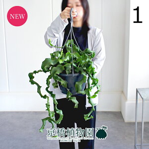 y30P5{IzyizGstBEOAe}VX@7@@݂艺i1jyϗtA/CeA//i`/A/蕨/yV/ʔ/~hTCY/ubN/Ă₷