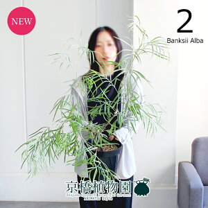 yubNtCf[N[|LIzyizOrA@6i2joNV[Ao@yϗtA/CeA//i`/A/蕨/yV/ʔ/~hTCY/ubN/