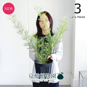 yubNtCf[N[|LIzyizOrA@6i3ji}[@yϗtA/CeA//i`/A/蕨/yV/ʔ/~hTCY/ubN/A/