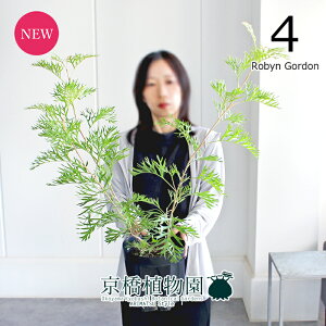 yubNtCf[N[|LIzyizOrA@6i4jrS[h@yϗtA/CeA//i`/A/蕨/yV/ʔ/~hTCY/ubN/