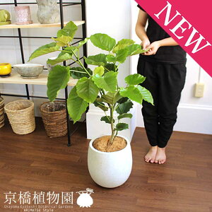 �y10����P5�{�I�z�ySS�N�[�|������z�n�[�g���[�t�E�E���x���[�^7���y�o���[�����J�o�[�t��/�A���e�B�[�N�z���C�g�z�y�~�h���T�C�Y/�C���e���A/���j��/�J�X�j��/���z�j��/�V�z�j��/�M�t�g/