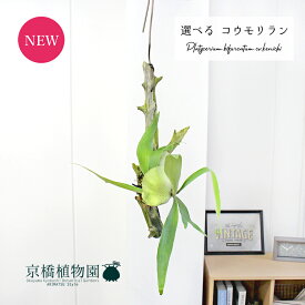 【現品】コウモリラン/ビカクシダ・ケンイチ　流木付き　吊り下げ【選べる観葉植物】【観葉植物/インテリア/おしゃれ/ナチュラル/贈り物/楽天/通販/育てやすい/数量限定】