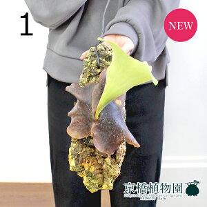 yizREEXe}A@RNt@݂艺i1jyϗtA/CeA//i`/蕨/yV/ʔ/Ă₷/lCiz