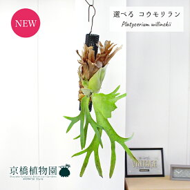 【現品】コウモリラン/ビカクシダ・ウィリンキー　吊り下げ（1～5）【選べる観葉植物】【観葉植物/インテリア/おしゃれ/ナチュラル/贈り物/楽天/通販/育てやすい/数量限定】