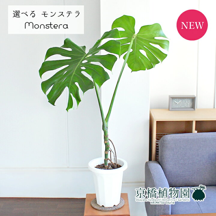 楽天市場】【現品】モンステラ 幹立ち 7号 白鉢（7〜12）【選べる観葉 