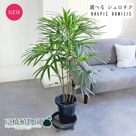 【現品】棕櫚竹/シュロチク　8号　紺鉢【選べる観葉植物】【観葉植物/インテリア/おしゃれ/ナチュラル/鉢植え/贈り物/楽天/通販/ミドルサイズ/大型/ネイビー/育てやすい/初心者/人気商品】