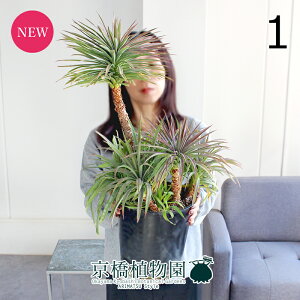 �y���i�z���b�J�E�f�X���e�B�A�[�i�@7���@�����i1�j�y�ϗt�A��/�C���e���A/�������/�i�`������/���A��/���蕨/�y�V/�ʔ�/�~�h���T�C�Y/�u���b�N/����A��/�����ɋ���/�l�C���i�z