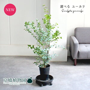 yiz[JESjIJbNX@7@yIׂϗtAzyϗtA/CeA//i`/A/蕨/yV/ʔ/~hTCY/ubN/Ă₷/S/lC