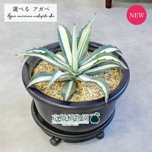 y1P7{zyizAKxEAJ[i@،@劔@13@yIׂϗtAzyϗtA/CeA//i`/A/蕨/yV/ʔ/TCY/^/ubN/