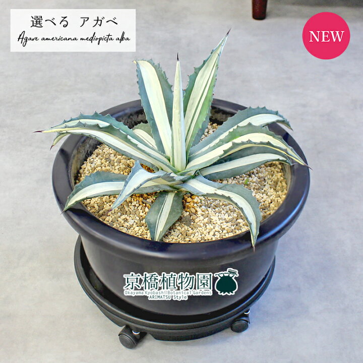 アガベ アメリカーナ 大株 斑入り 鉢と受け皿は新品です。 - ガーデニング 