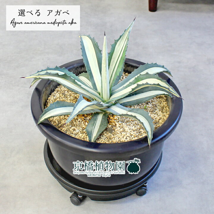 楽天市場】【15日はP5倍！】【マラソンクーポン有！】【現品】アガベ 