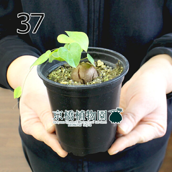 楽天市場】【マラソンクーポン有】【5日はP5倍！】【現品】アフリカ 