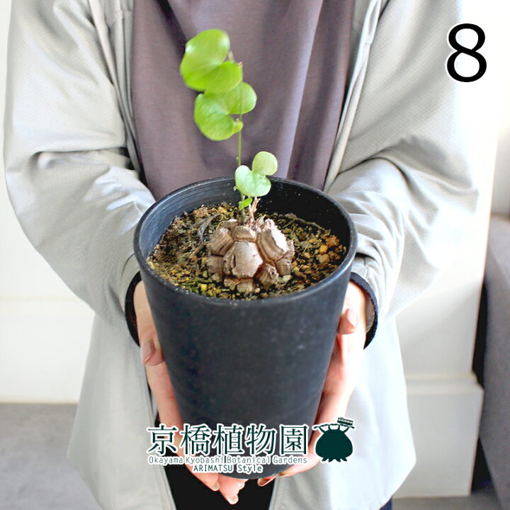 楽天市場】【現品】アフリカ亀甲竜 4号（5〜8）【選べる観葉植物 