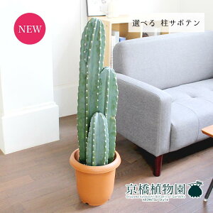 サボテン インテリア おしゃれ 観葉植物の通販 価格比較 価格 Com サボテン インテリア おしゃれ 観葉植物の通販 価格比較 価格 Com