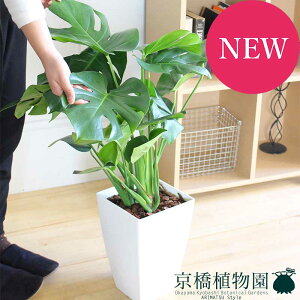 y30P5{IzXe 8 py~hTCYz