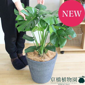 ySSN[|zXe@8yrAXJo[/ubNzy~hTCYz