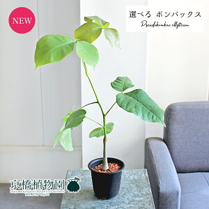 y1P7{IzyizvZEh{obNXEGveBN@3@i6`11jyIׂϗtAzyϗtA/CeA//i`/A/蕨/yV/ʔ/X[TC