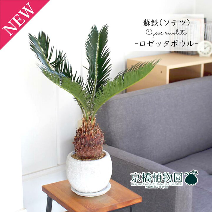 楽天市場】ソテツ（蘇鉄）【ロゼッタボウルSサイズ】【受け皿付き 