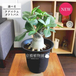 アデニウム 種 農業資材 ガーデニング用品の人気商品 通販 価格比較 価格 Com