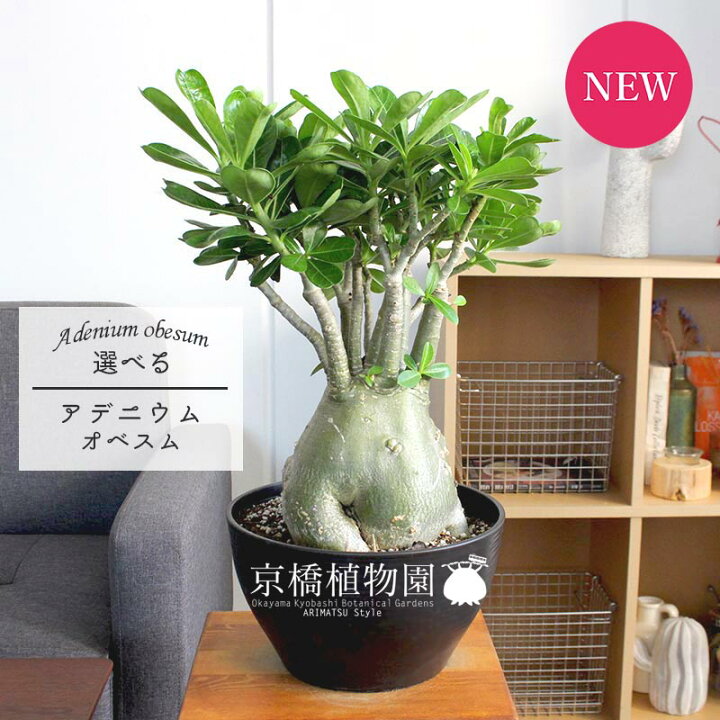 楽天市場 現品 アデニウム オベスム 砂漠のバラ 8号 選べる観葉植物 観葉植物 インテリア おしゃれ ナチュラル 鉢植え 贈り物 楽天 通販 ミドルサイズ ブラック 黒 育てやすい 初心者 人気商品 再入荷 花のアリマツ楽天市場支店