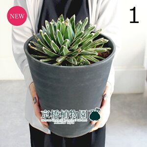 yizAKxETTmLi̐j@7i1jZA[gyϗtA/CeA//i`/A/蕨/yV/ʔ/~hTCY/ubN/A/ʌ/lCi