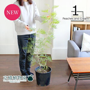 yizOrAEs[`AhN[@8@i1jyϗtA/CeA//i`/A/蕨/yV/ʔ/~hTCY/ubN/ʌ/Az