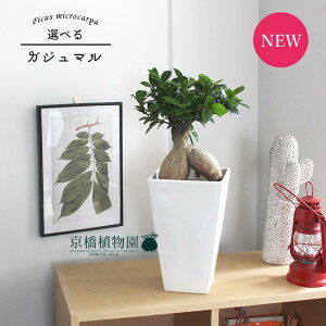 モダン 置物 観葉植物の人気商品 通販 価格比較 価格 Com