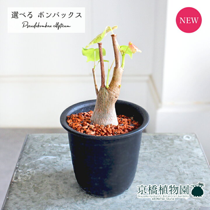 楽天市場】【現品】ボンバックス/プセウドボンバックス 