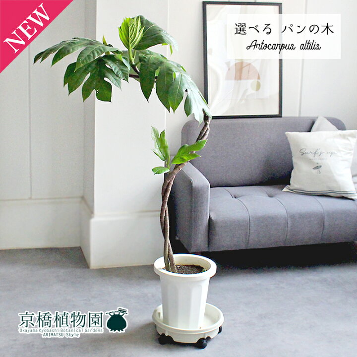 楽天市場】【現品】パンの木 曲がり 8号 白鉢【選べる観葉植物】【観葉 