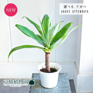 yubNtCf[N[|LIzyizAKxEAei[^@5@yIׂϗtAzyϗtA/CeA//i`/A/蕨/yV/ʔ/X[TCY/z