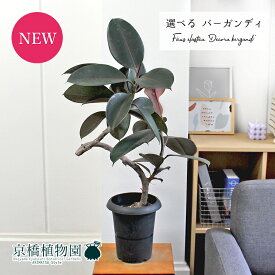 【現品】フィカス・バーガンディ/ブラックフィカス/黒ゴム　6号　曲がり　黒鉢【選べる観葉植物】【観葉植物/インテリア/おしゃれ/ナチュラル/鉢植え/贈り物/楽天/通販/ミドルサイズ/ブラック/ゴムの木/ゴムノキ/育てやすい/初心者/人気商品】