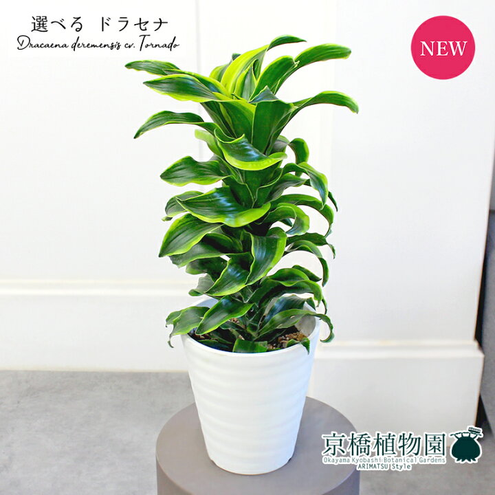楽天市場】【マラソンクーポン有！】【現品】ドラセナ・トルネード 