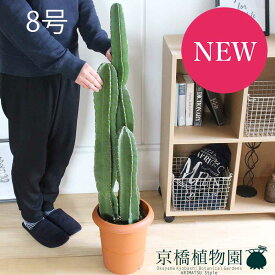 楽天市場 柱サボテンの通販
