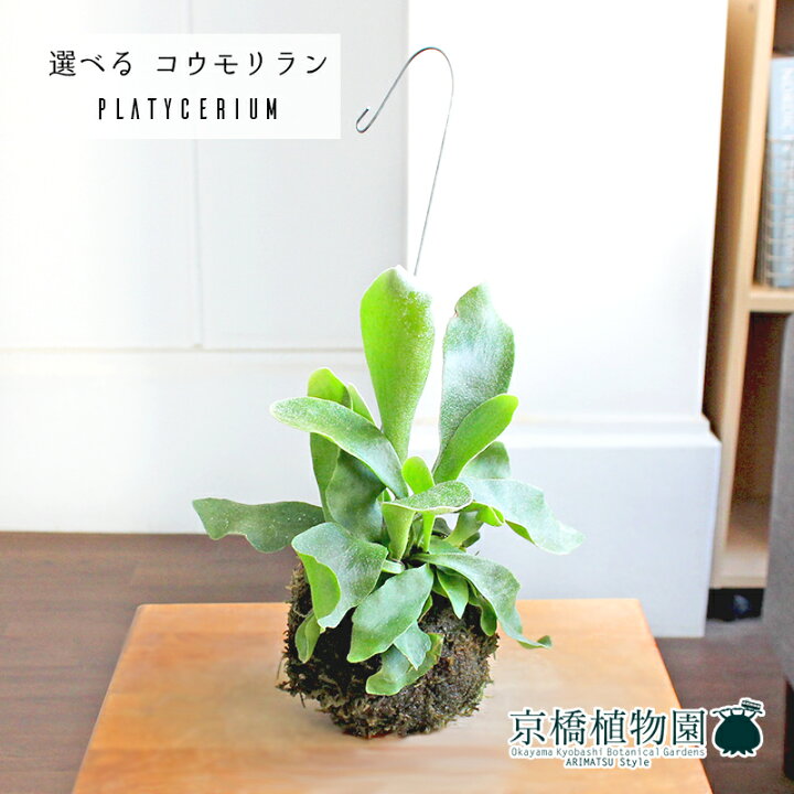 新年の贈り物 コウモリランの苔玉 2 Platycerium Www iwearparts Com 新年の贈り物 コウモリランの苔玉 2 Platycerium Www iwearparts Com