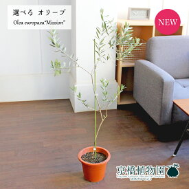 【マラソンクーポン有！】【現品】オリーブ　ミッション　6号　茶鉢【選べる観葉植物】【観葉植物/インテリア/おしゃれ/ナチュラル/鉢植え/贈り物/楽天/通販/ミドルサイズ/ブラウン/育てやすい/開店祝/新築祝/ギフト/プレゼント/人気商品】