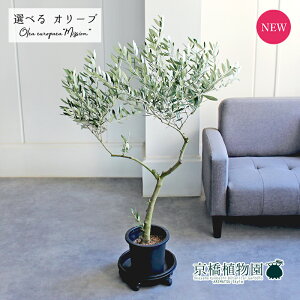 観葉植物 7号 オリーブ」の人気商品一覧・価格比較 - 価格.com