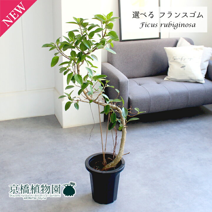 楽天市場】【現品】フランスゴム 曲がり 8号 紺鉢【選べる観葉植物 